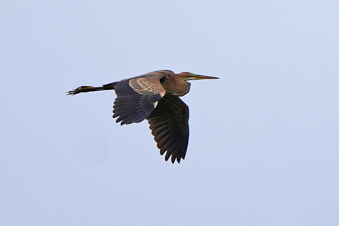 czapla purpurowa 