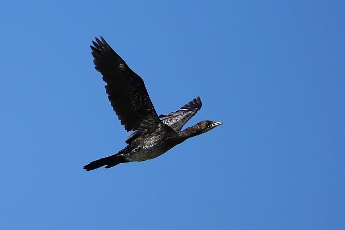 kormoran mały 