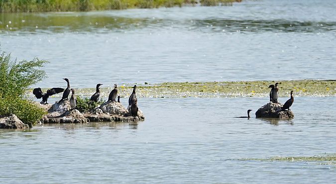 kormoran mały 
