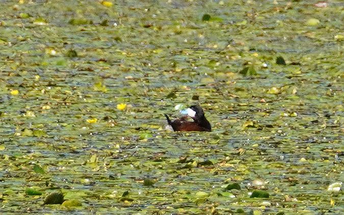 Schwarzkopf-Ruderente 