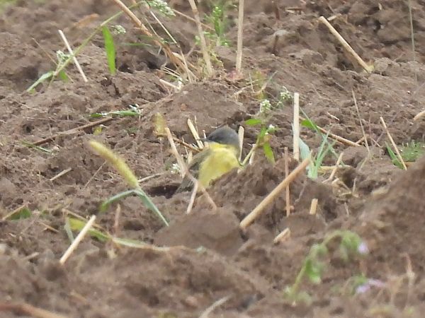 Grey-headed Yellow Wagtail (ssp. thunbergi)  - Grzegorz Zioło