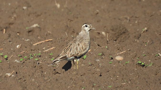 Eurasian Dotterel  - Marek Krawczyk
