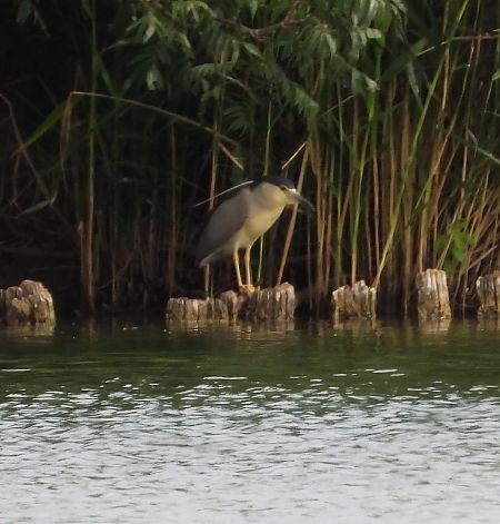 Black-crowned Night Heron  - Wojciech Łapiński