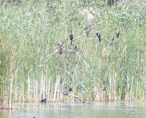kormoran mały  - Wojciech Łapiński