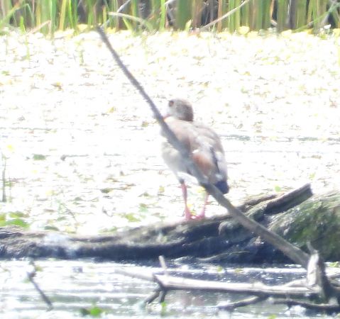 gęsiówka egipska  - Wojciech Łapiński