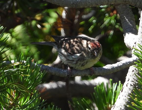 Lesser Redpoll (ssp. cabaret)  - Wojciech Łapiński