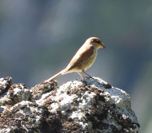 Red-backed Shrike  - Wojciech Łapiński