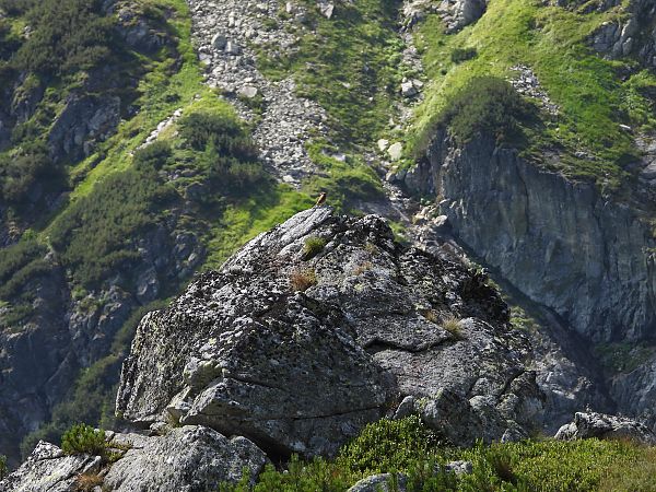 Pie-grièche écorcheur  - Wojciech Łapiński