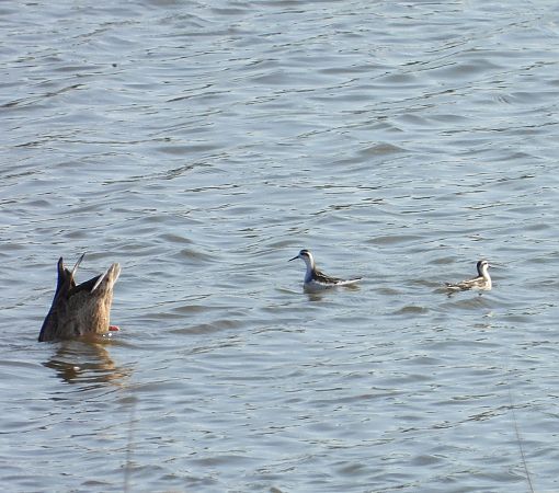 Odinshühnchen  - Wojciech Łapiński