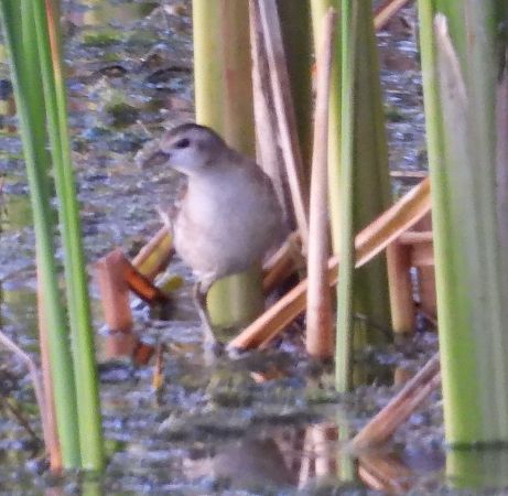zielonka  - Wojciech Łapiński