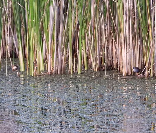 zielonka  - Wojciech Łapiński