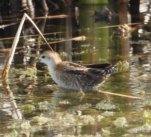 Little Crake  - Wojciech Łapiński