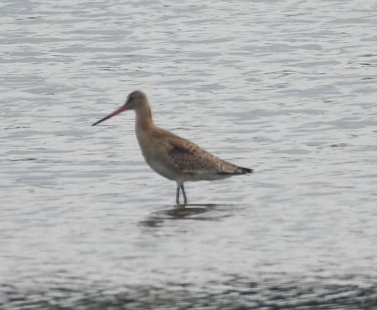 Black-tailed Godwit  - Wojciech Łapiński