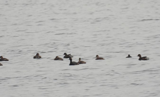 Schwarzhalstaucher  - Wojciech Łapiński