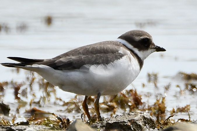 Grand Gravelot  - Agnieszka Biernacka