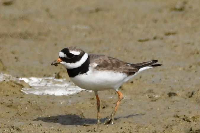 Grand Gravelot  - Agnieszka Biernacka