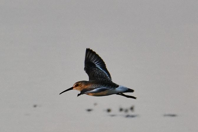 biegus krzywodzioby  - Agnieszka Biernacka