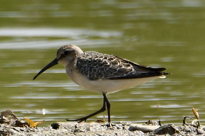 biegus krzywodzioby  - Agnieszka Biernacka