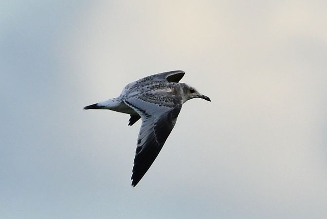 mewa czarnogłowa  - Agnieszka Biernacka