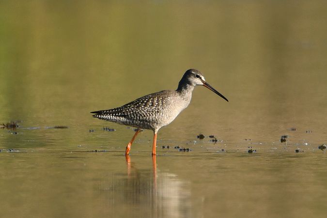brodziec śniady  - Agnieszka Biernacka