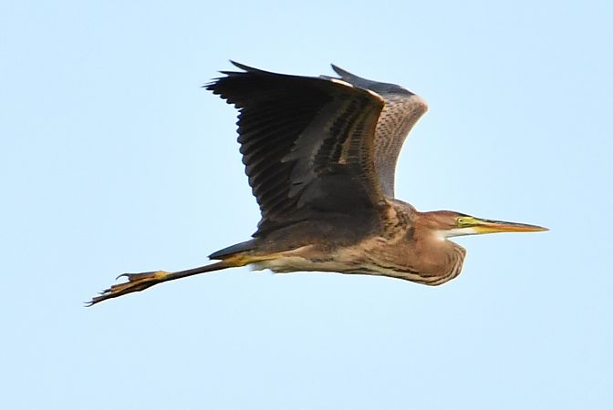czapla purpurowa  - Agnieszka Biernacka