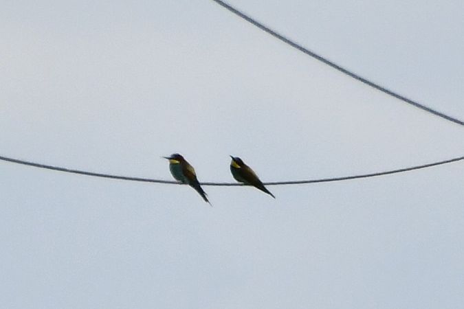 żołna  - Agnieszka Biernacka