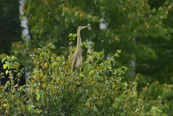 czapla purpurowa  - Agnieszka Biernacka