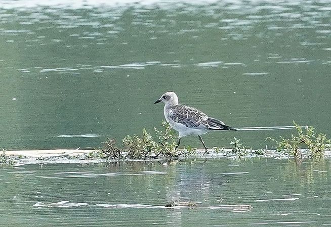 Mouette mélanocéphale  - Andrzej Chwierut