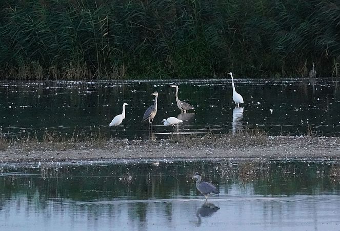 Seidenreiher  - Andrzej Chwierut