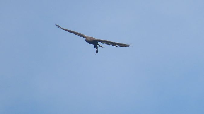European Honey Buzzard  - Marcin Galus