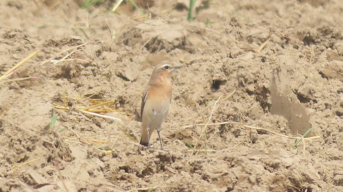Northern Wheatear  - Marcin Galus