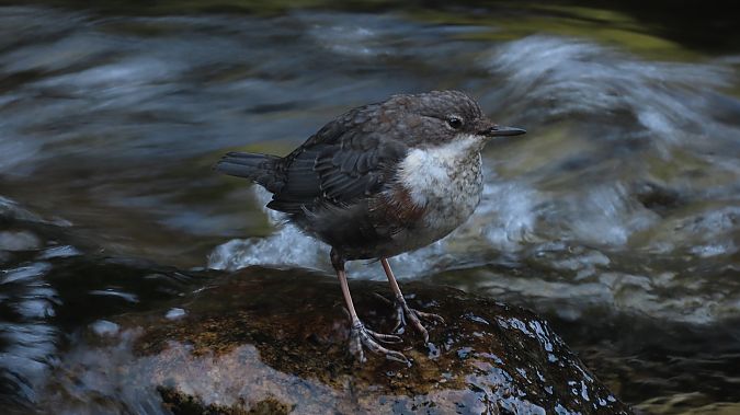 Wasseramsel  - Marcin Galus