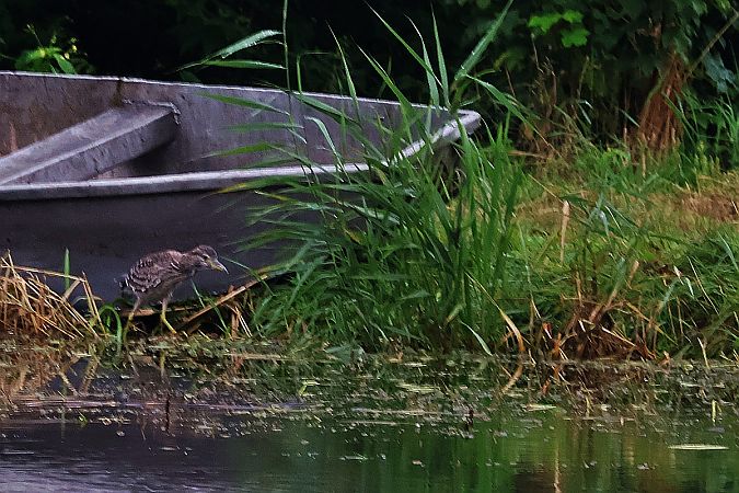 Black-crowned Night Heron  - Krzysztof Czajowski