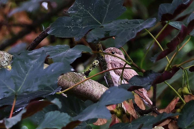 Spotted Flycatcher  - Krzysztof Czajowski