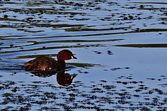 perkozek  - Krzysztof Czajowski
