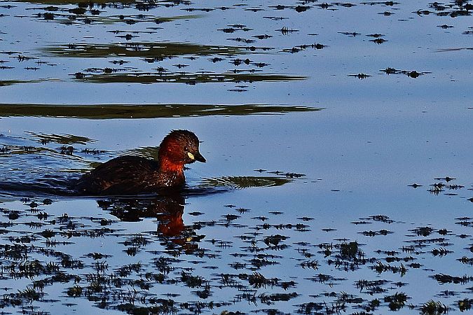 Grèbe castagneux  - Krzysztof Czajowski