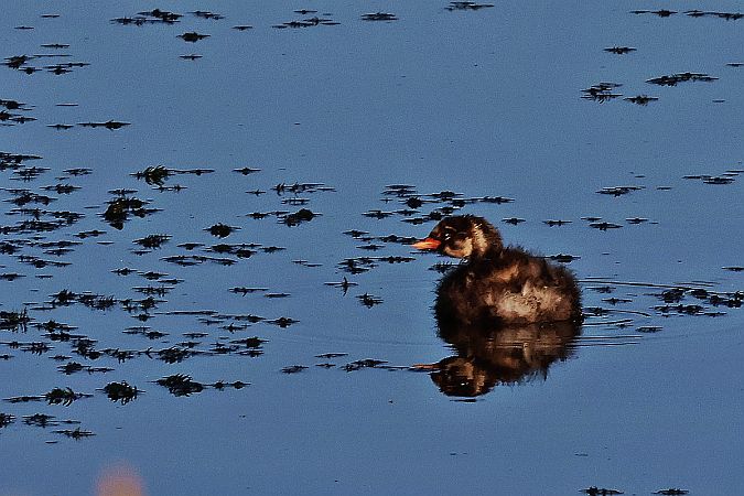 Grèbe castagneux  - Krzysztof Czajowski