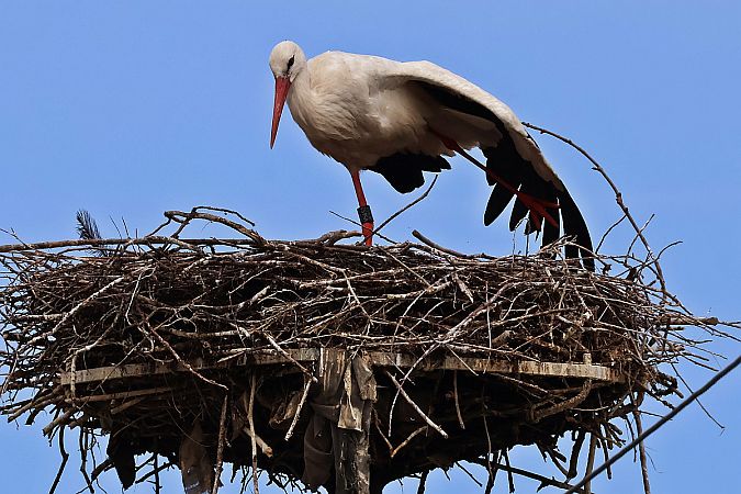 Cigogne blanche  - Krzysztof Czajowski