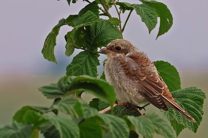 Red-backed Shrike  - Krzysztof Czajowski