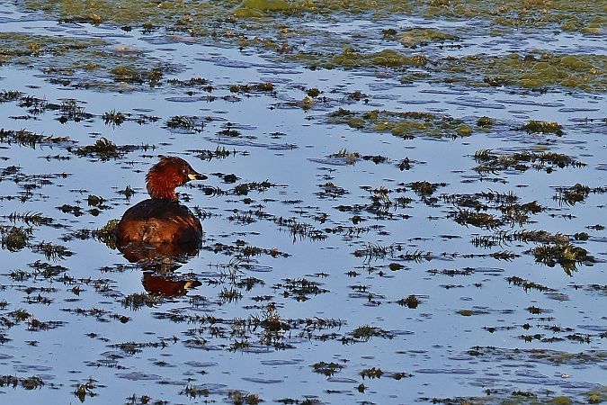 Little Grebe  - Krzysztof Czajowski