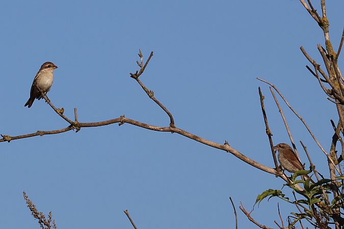 Pie-grièche écorcheur  - Krzysztof Czajowski