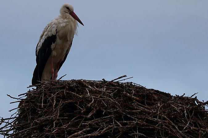 Cigogne blanche  - Krzysztof Czajowski