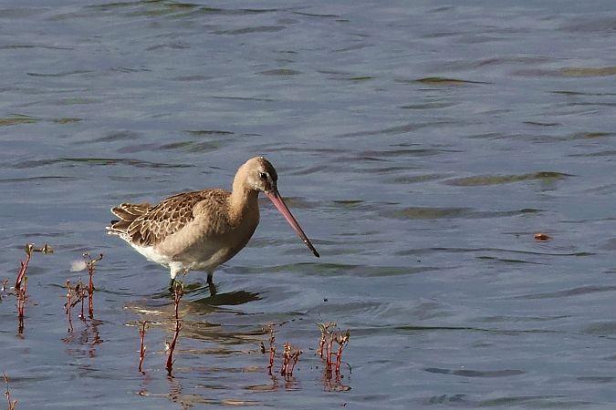 rycyk  - Krzysztof Czajowski