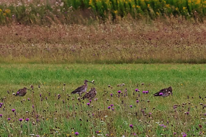 Grosser Brachvogel  - Krzysztof Czajowski