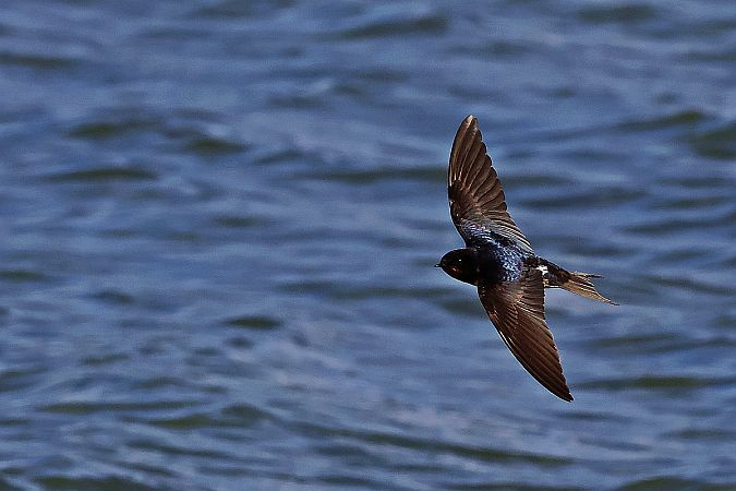 dymówka  - Krzysztof Czajowski