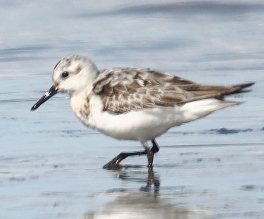 Sanderling  - Rafał Kudłacik