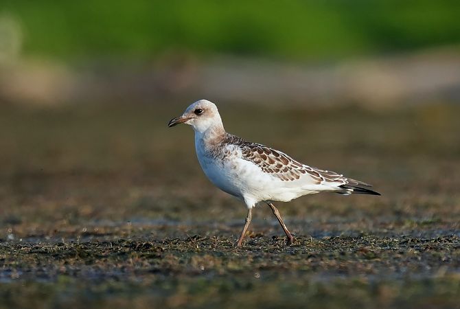 Mediterranean Gull  - Jakub Bednarek
