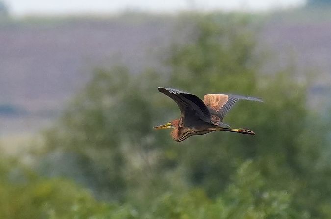 Purple Heron  - Jakub Bednarek
