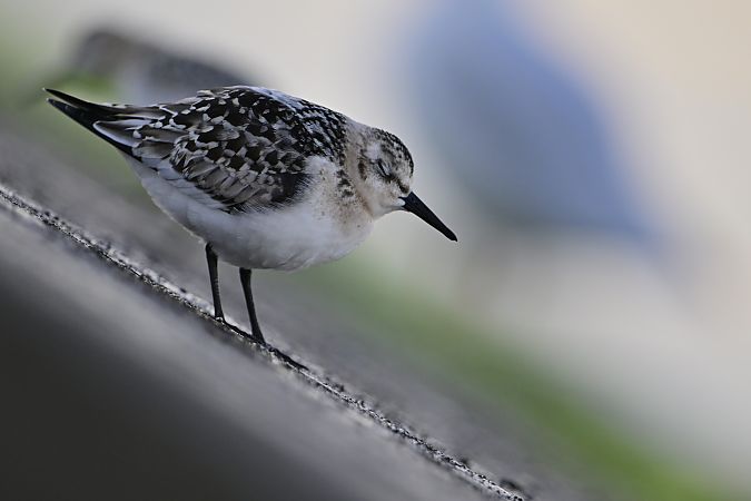 Sanderling  - Tomasz Wojciechowski