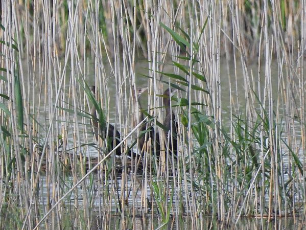 kormoran mały  - Mirosław Nowicki